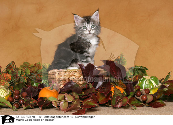 Maine Coon kitten on basket / SS-13178