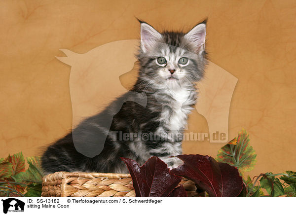 sitting Maine Coon / SS-13182