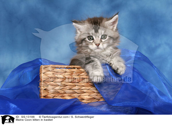 Maine Coon kitten in basket / SS-13188