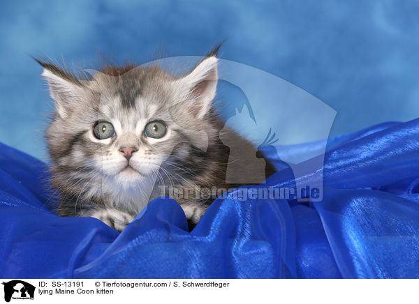 lying Maine Coon kitten / SS-13191