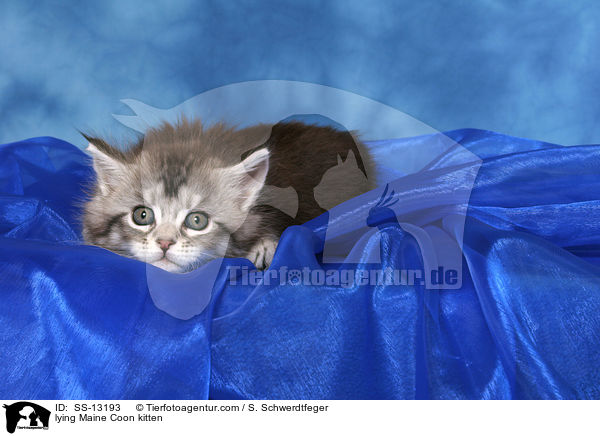 liegendes Maine Coon Ktzchen / lying Maine Coon kitten / SS-13193