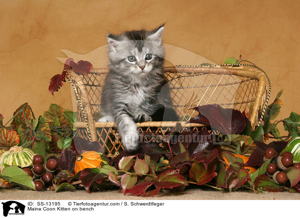 Maine Coon Kitten on bench / SS-13195