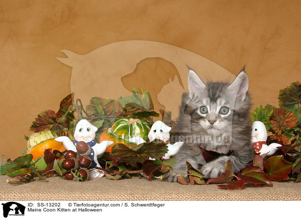 Maine Coon Kitten at Halloween / SS-13202