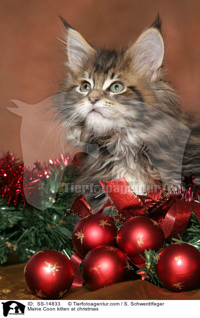 Maine Coon Ktzchen zu Weihnachten / Maine Coon kitten at christmas / SS-14833