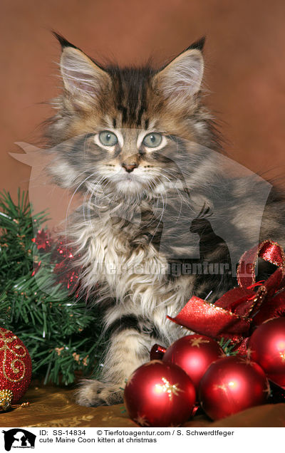cute Maine Coon kitten at christmas / SS-14834