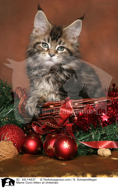 Maine Coon Ktzchen zu Weihnachten / Maine Coon kitten at christmas / SS-14837