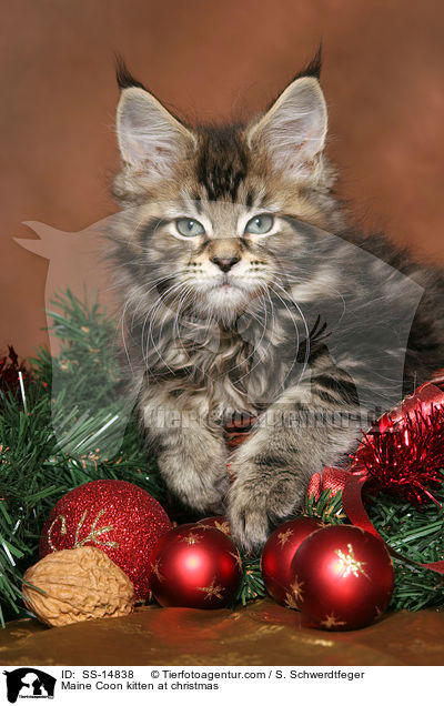 Maine Coon kitten at christmas / SS-14838