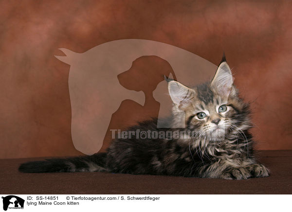 lying Maine Coon kitten / SS-14851