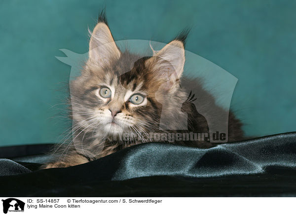lying Maine Coon kitten / SS-14857