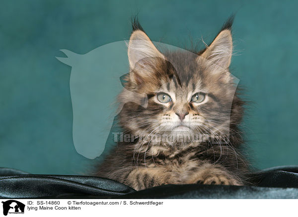 lying Maine Coon kitten / SS-14860