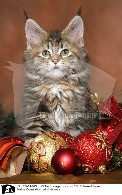Maine Coon kitten at christmas / SS-14865