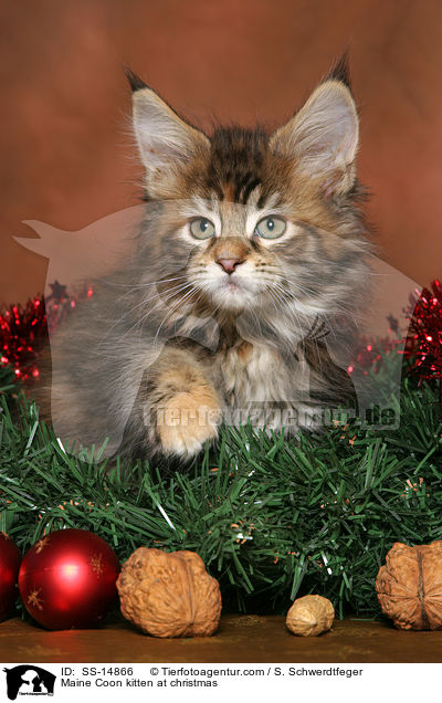 Maine Coon Ktzchen zu Weihnachten / Maine Coon kitten at christmas / SS-14866
