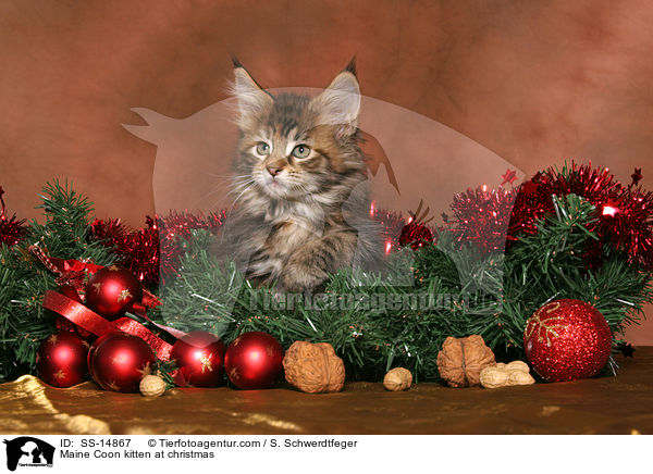Maine Coon kitten at christmas / SS-14867
