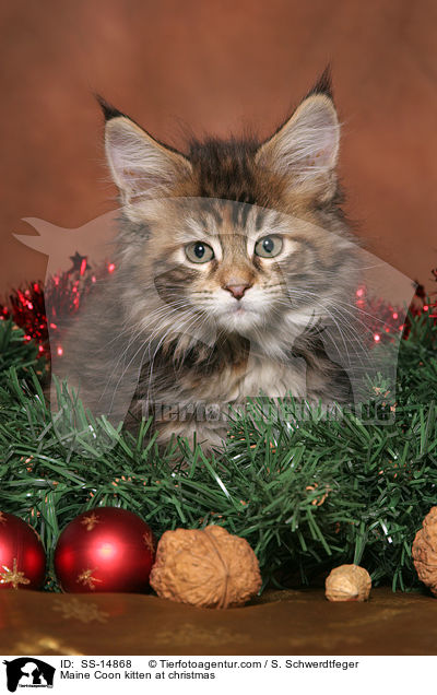 Maine Coon Ktzchen zu Weihnachten / Maine Coon kitten at christmas / SS-14868