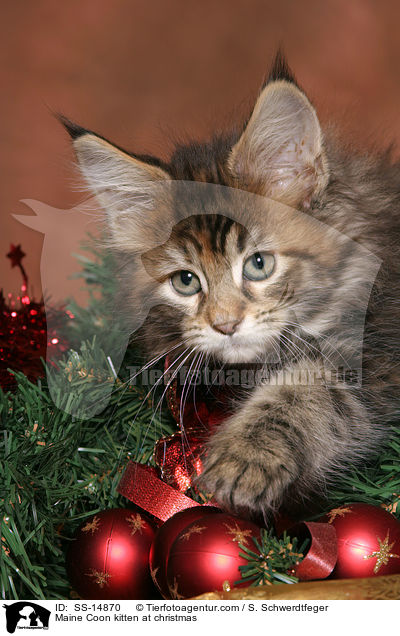 Maine Coon kitten at christmas / SS-14870