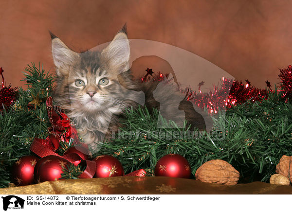 Maine Coon kitten at christmas / SS-14872