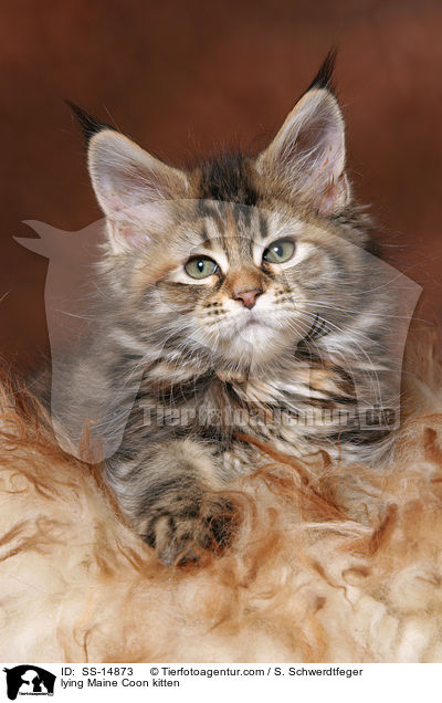 liegendes Maine Coon Ktzchen / lying Maine Coon kitten / SS-14873