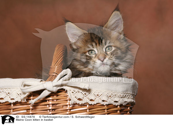 Maine Coon kitten in basket / SS-14878