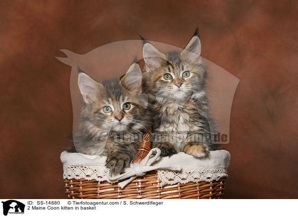 2 Maine Coon kitten in basket / SS-14880