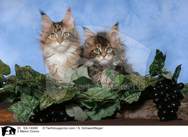 2 Maine Coons / SS-14889