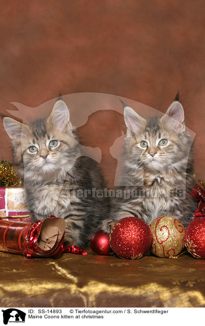 Maine Coons kitten at christmas / SS-14893