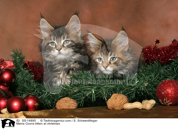 Maine Coons kitten at christmas / SS-14895