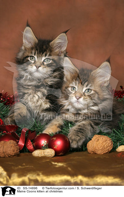 Maine Coon Ktzchen an Weihnachten / Maine Coons kitten at christmas / SS-14896
