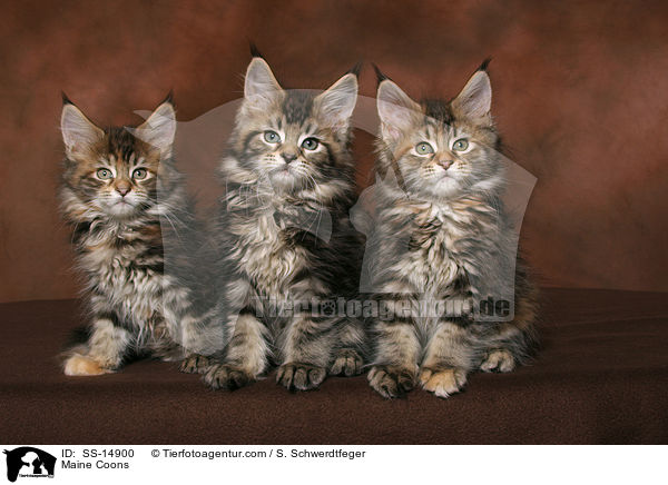Maine Coons / SS-14900