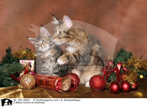 2 Maine Coons at christmas / SS-14905