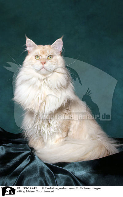 sitzender Maine Coon Kater / sitting Maine Coon tomcat / SS-14943
