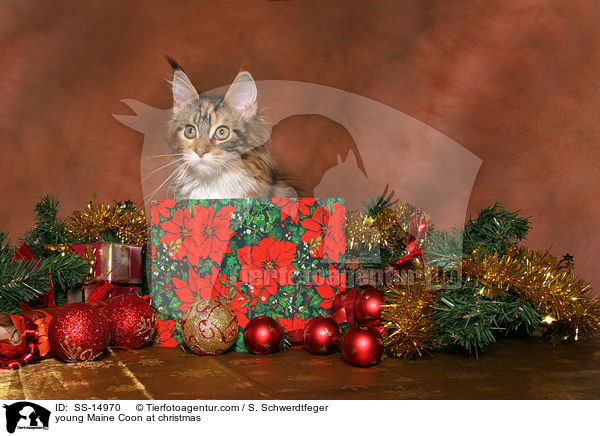 young Maine Coon at christmas / SS-14970
