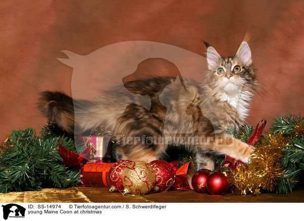 young Maine Coon at christmas / SS-14974