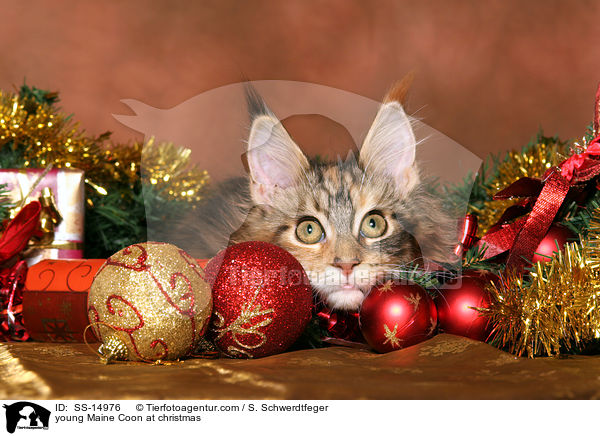 junge Maine Coon zu Weihnachten / young Maine Coon at christmas / SS-14976