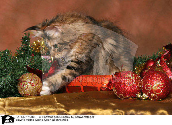playing young Maine Coon at christmas / SS-14980