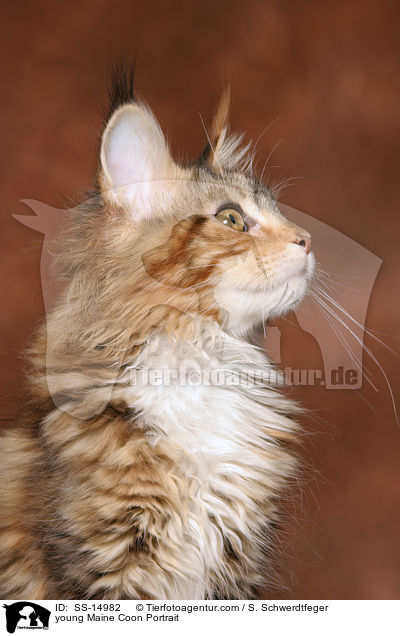 young Maine Coon Portrait / SS-14982