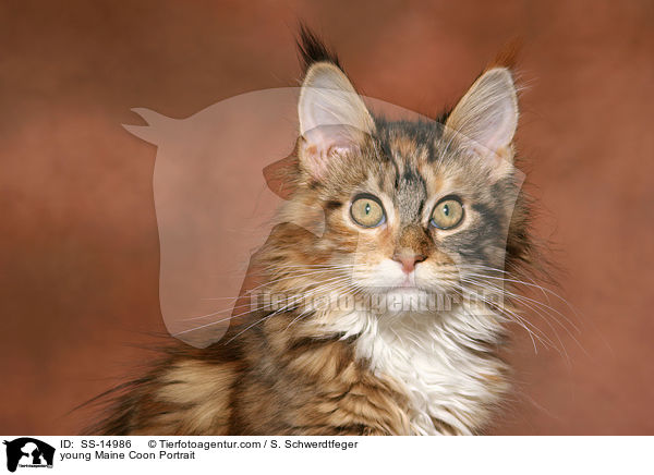 junge Maine Coon im Portrait / young Maine Coon Portrait / SS-14986