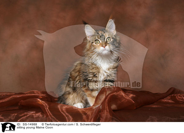 sitting young Maine Coon / SS-14988