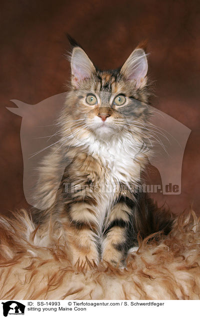 sitting young Maine Coon / SS-14993