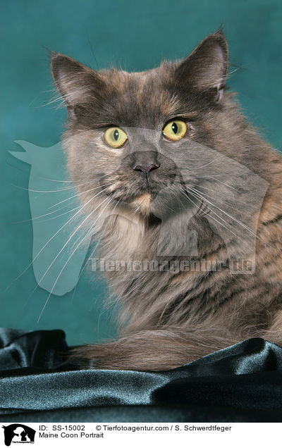 Maine Coon Portrait / Maine Coon Portrait / SS-15002