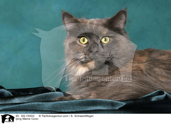 liegende Maine Coon / lying Maine Coon / SS-15003