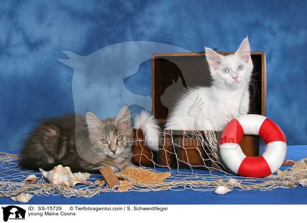 junge Maine Coons / young Maine Coons / SS-15729