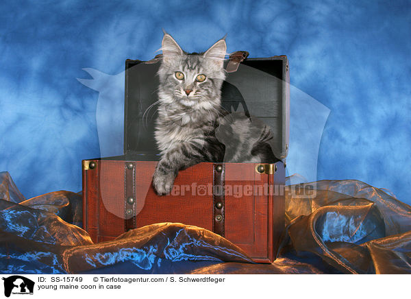 junge Maine Coon im Koffer / young maine coon in case / SS-15749