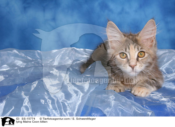 liegendes Maine Coon Ktzchen / lying Maine Coon kitten / SS-15774