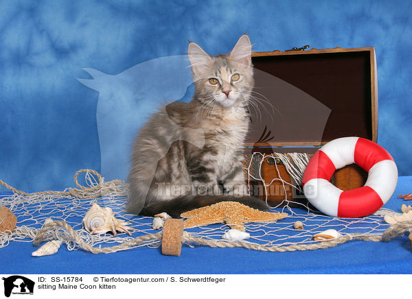 sitting Maine Coon kitten / SS-15784