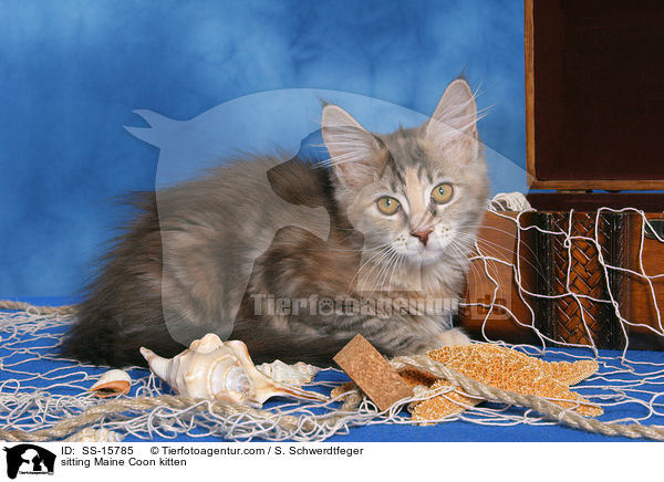 sitting Maine Coon kitten / SS-15785