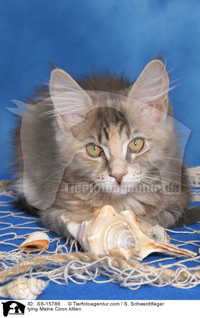 liegendes Maine Coon Ktzchen / lying Maine Coon kitten / SS-15786