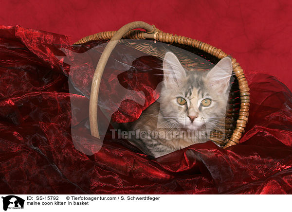Maine Coon Ktzchen im Korb / maine coon kitten in basket / SS-15792