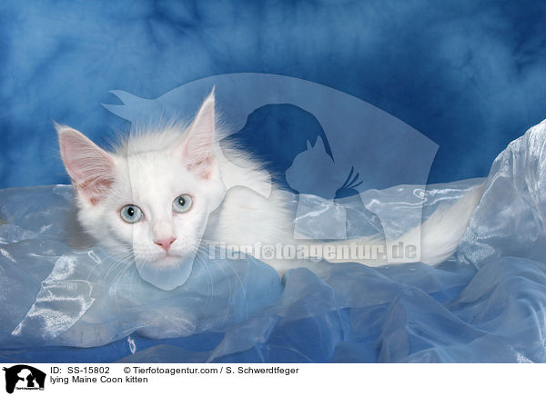 lying Maine Coon kitten / SS-15802