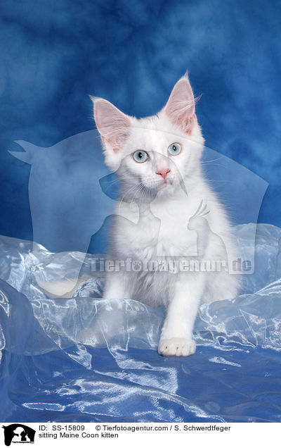 sitting Maine Coon kitten / SS-15809