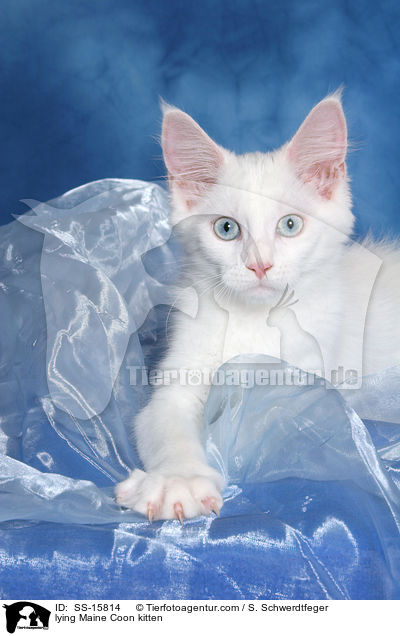 lying Maine Coon kitten / SS-15814